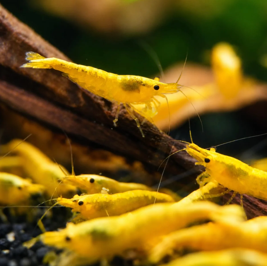 200 Yellow Fire Garnelen