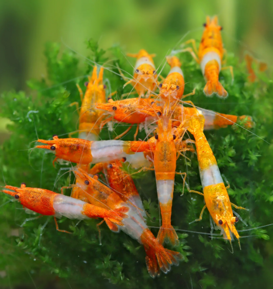 200 Orange Rili Garnelen