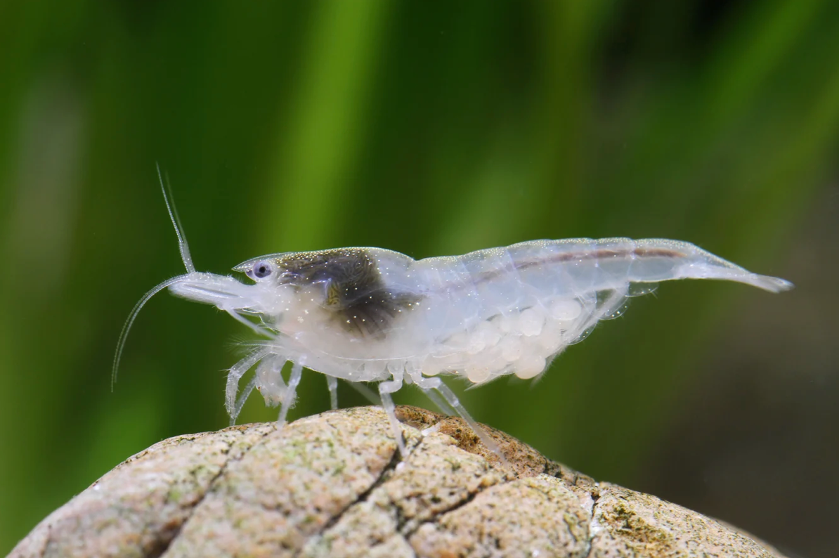 200 White Pearl Garnelen