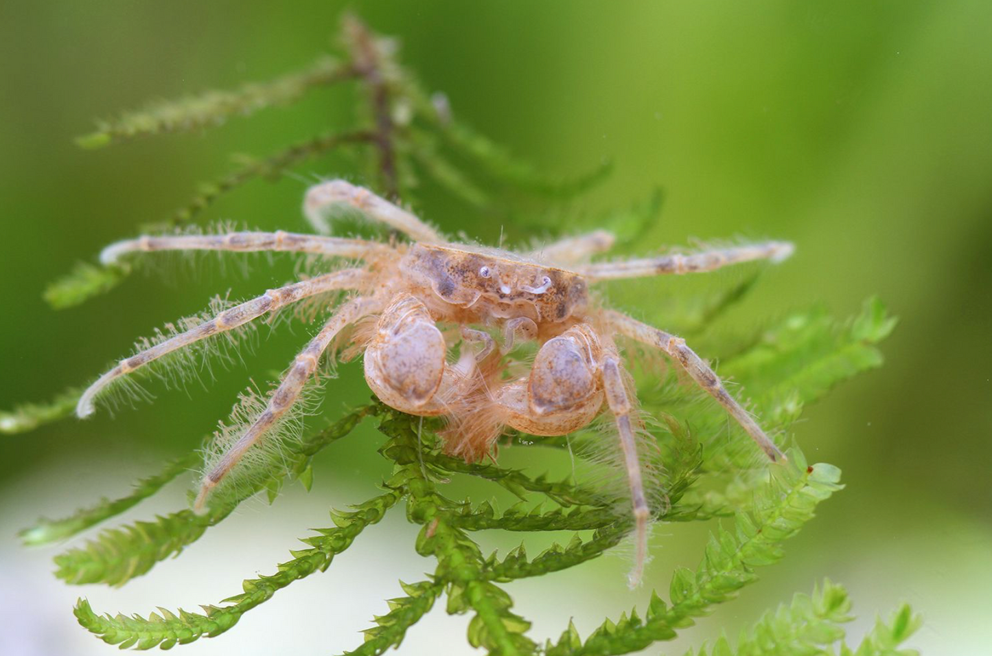 Thai Mikrokrabbe (Limnopilos naiyanetri)