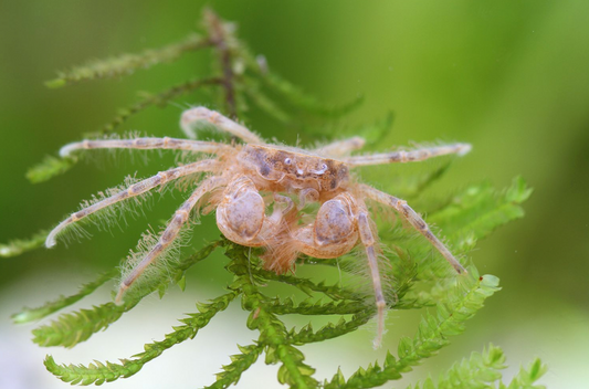 Thai Mikrokrabbe (Limnopilos naiyanetri)