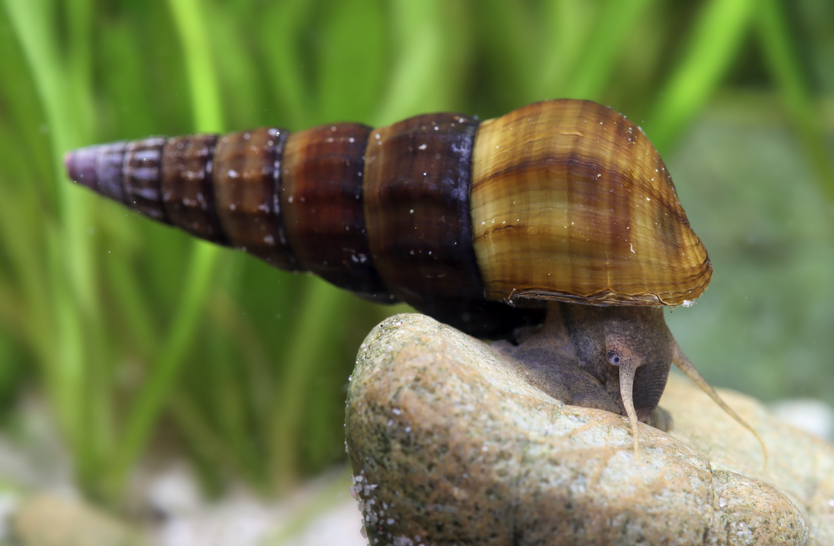 Herculea Herkules-Turmdeckelschnecke – Brotia herculea – Garnelenfreunde.com