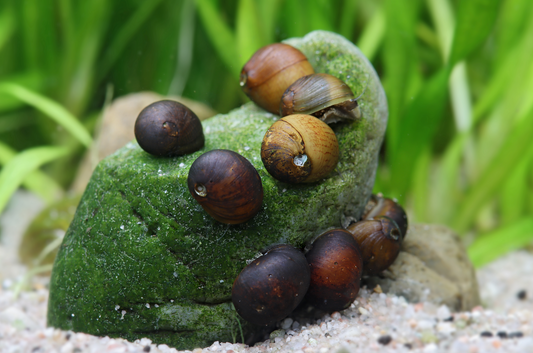 Geweihschnecke Black Fancy