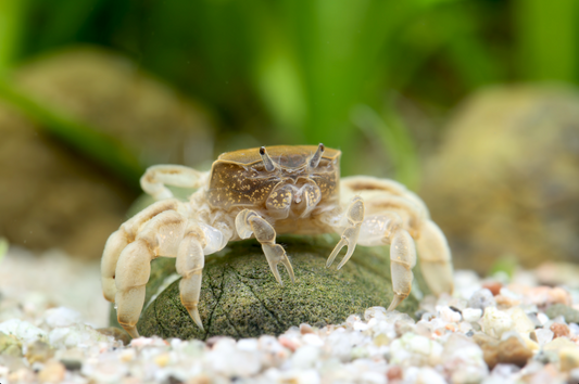 Zwergghost Unterwasserkrabbe - Potamocypoda pugil