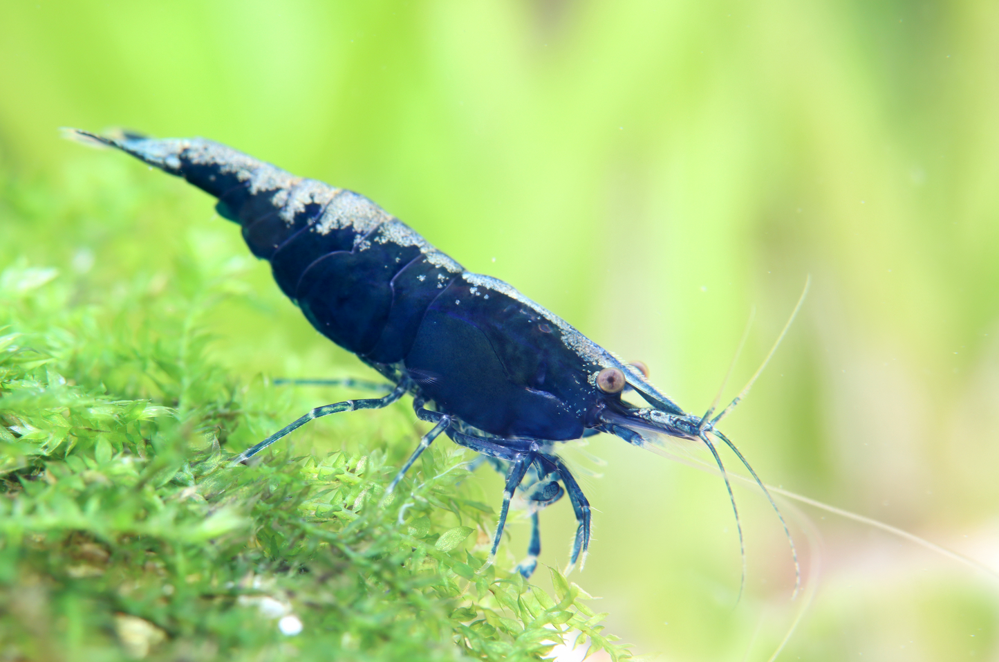 Zwerggarnele "Sapphire" - Neocaridina davidi