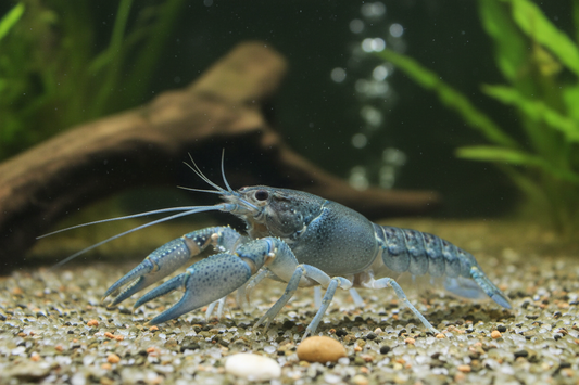 Blauer Floridakrebs - Procambarus alleni