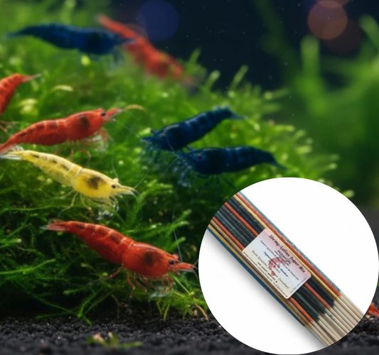 100 pcs. Neocaridina David Shrimp MIX + Free Super-Mix Shrimp Lollies (11 pcs.)