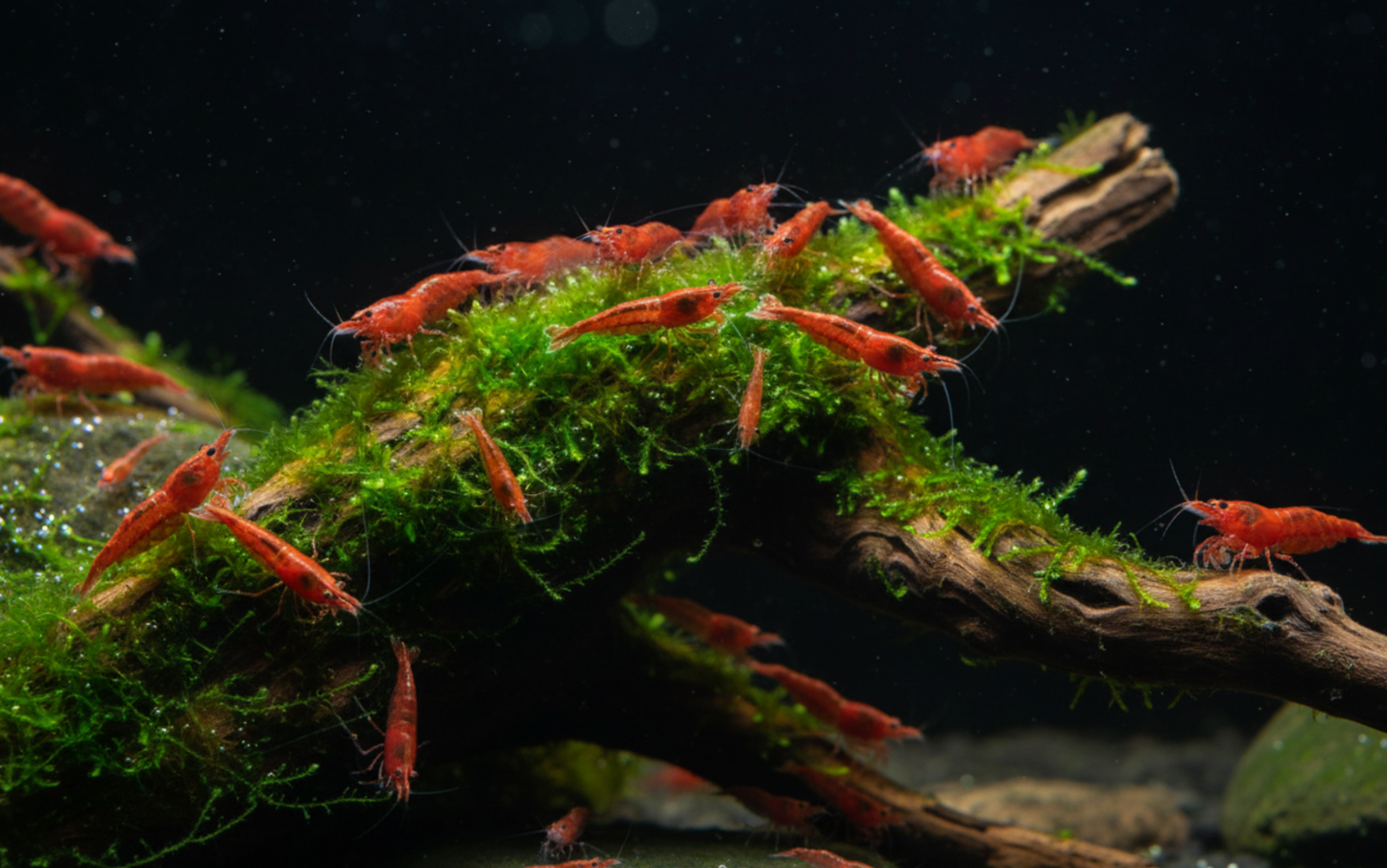 Crevette Red Sakura - Neocaridina davidi "Red"