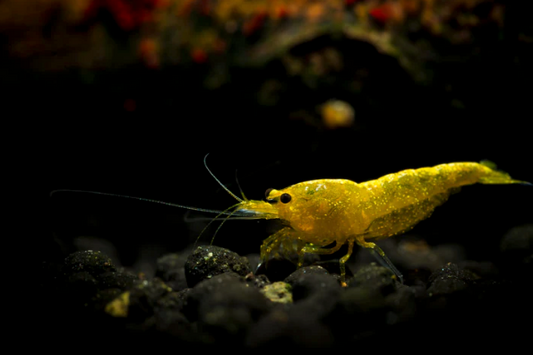 Yellow Fire Garnele - Gelbe Garnele - Neocaridina davidi "Yellow "