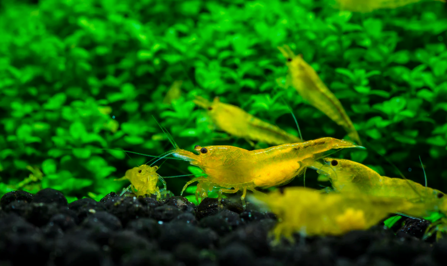Yellow Fire Shrimp - Yellow Shrimp - Neocaridina davidi "Yellow"