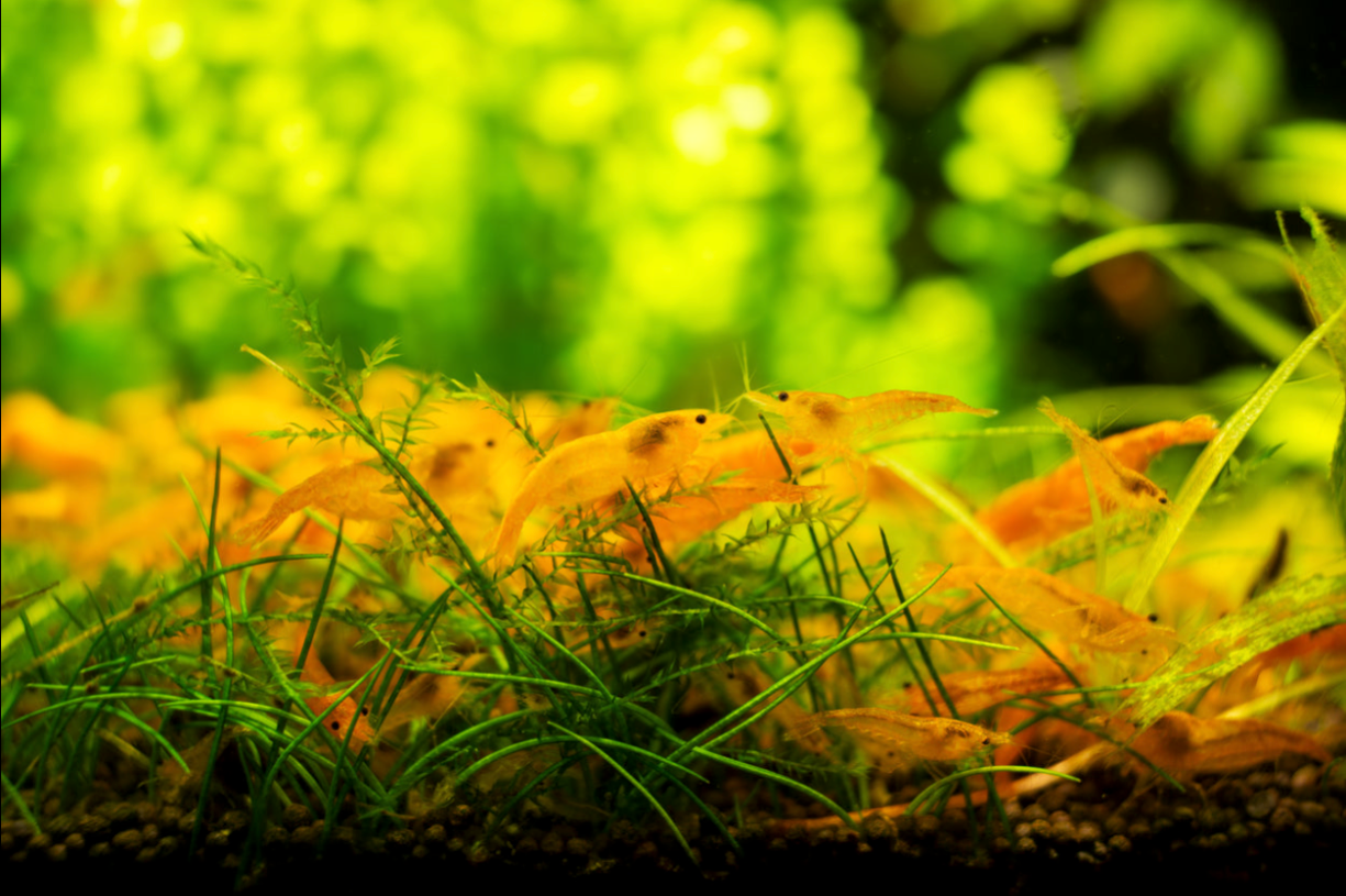 Yellow Fire Shrimp - Yellow Shrimp - Neocaridina davidi "Yellow"