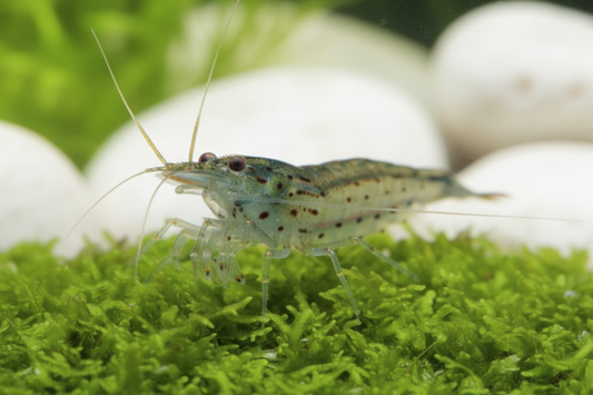 Amanogarnele - Größe "XL" -Caridina multidentata