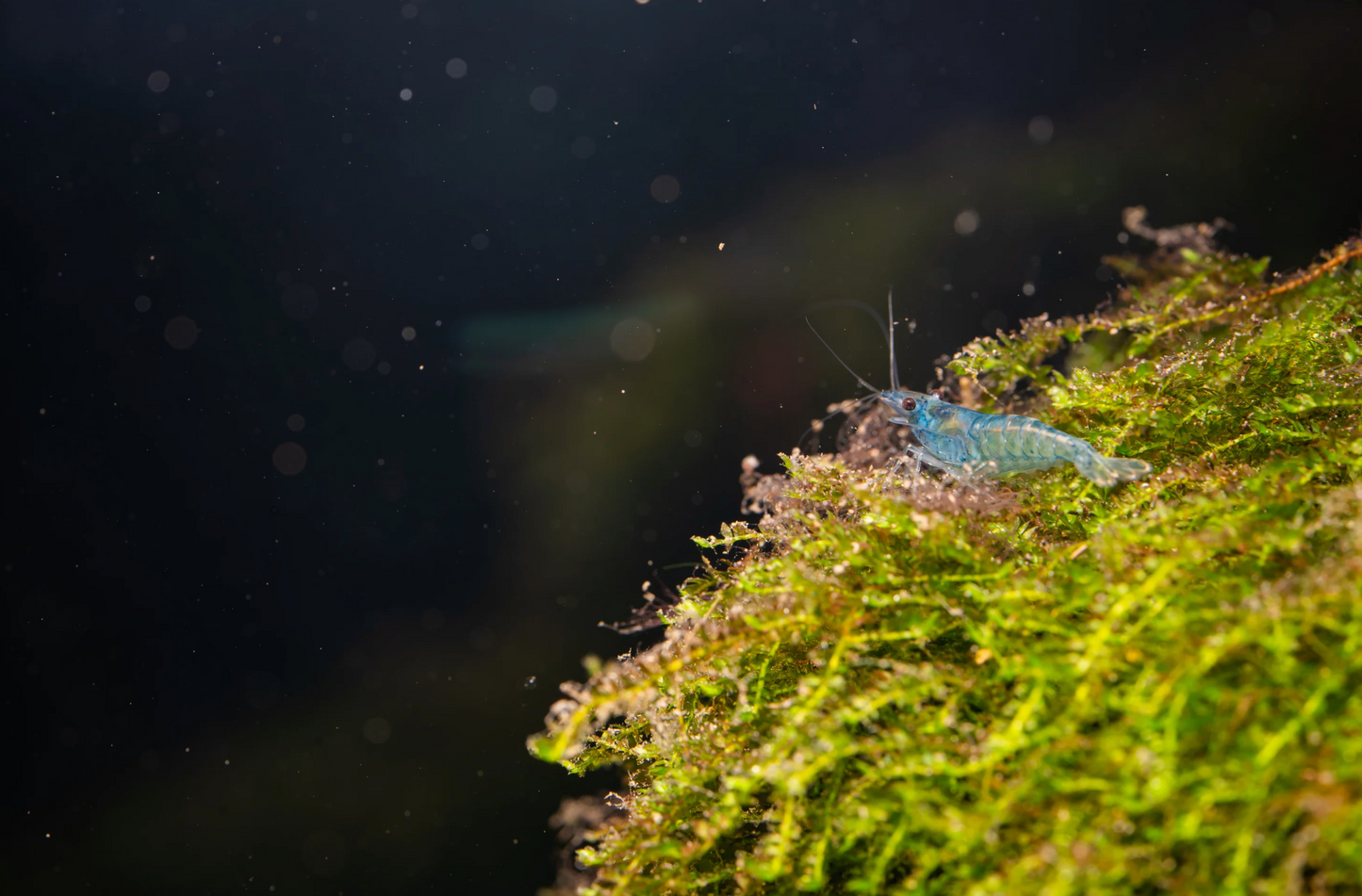 Blue Pearl Garnele - Neocaridina palmata
