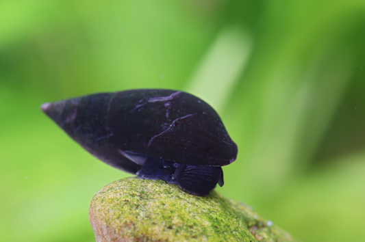 Purple Haze Schnecke - Melanopsis buccinoidea