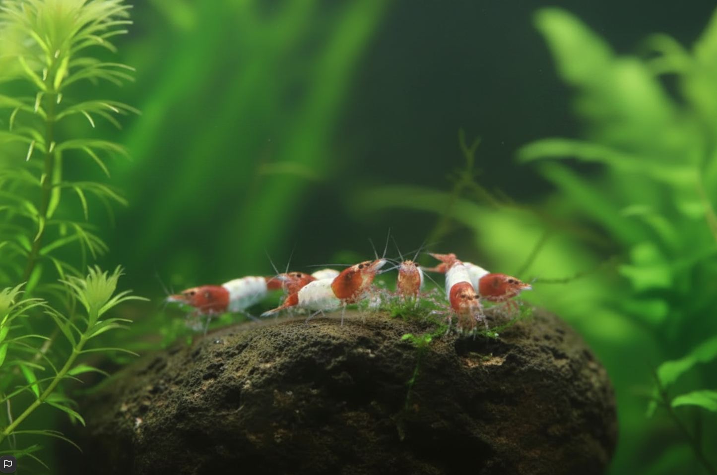 Red Rili Garnele - Neocaridina davidi "Red Rili"
