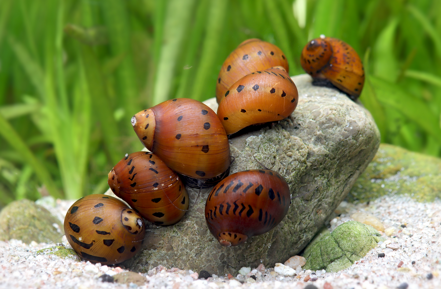 Orange Track Rennschnecke – Neritina sp. – Algenfresser für Süßwasseraquarien