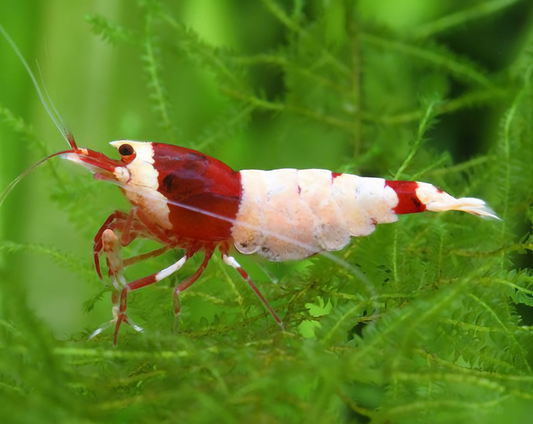 Pure Red Line Bee Caridina