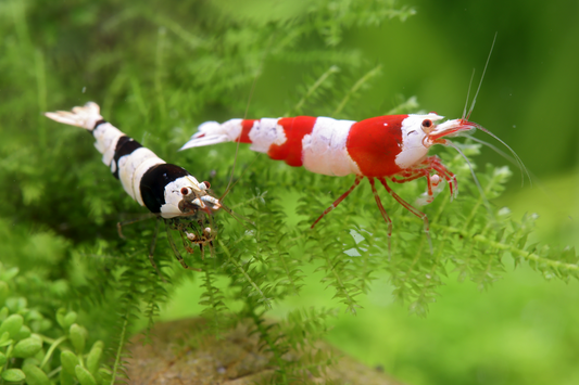 Red Bee /  Black Bee Mix 10 St - Caridina