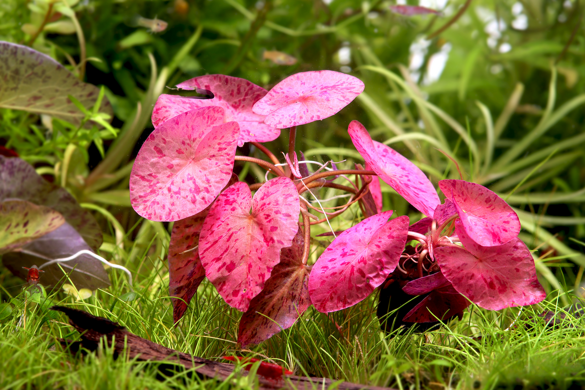Nénuphar tigre rouge (bulbe) - Nymphaea zenkeri