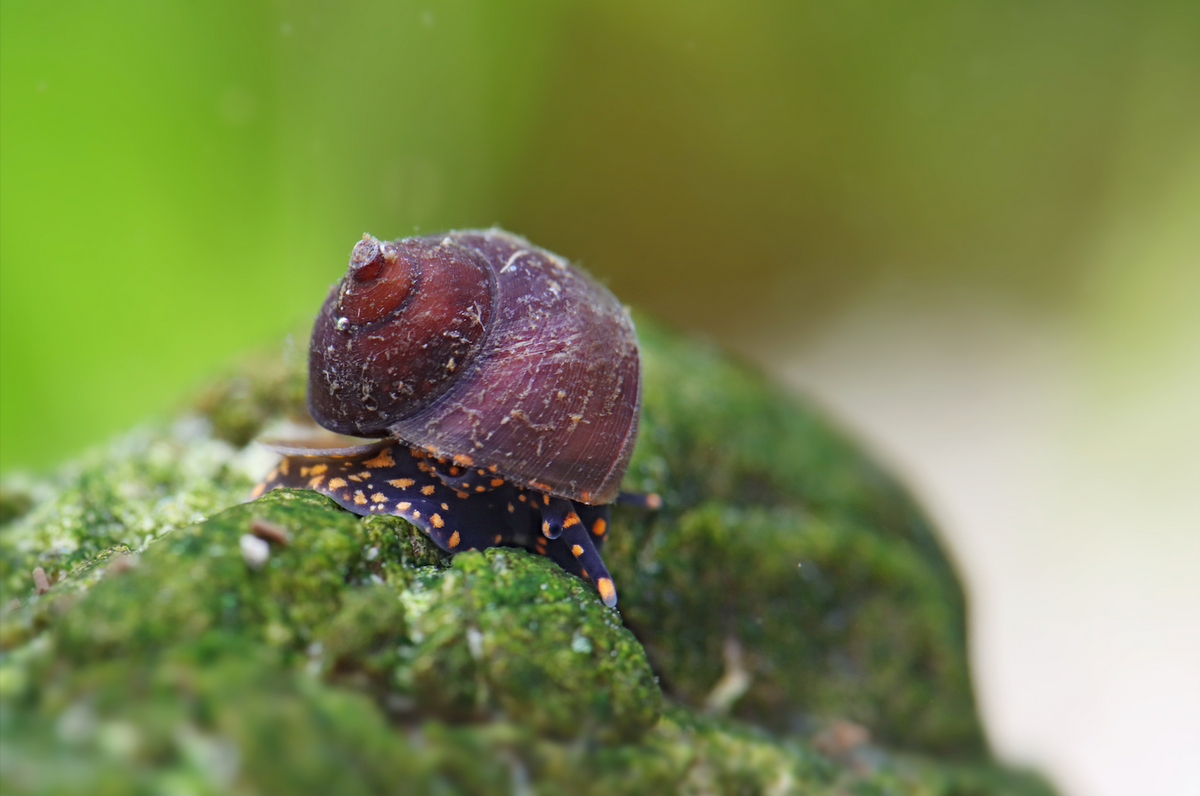 Escargot myosotis - Notopala sp.