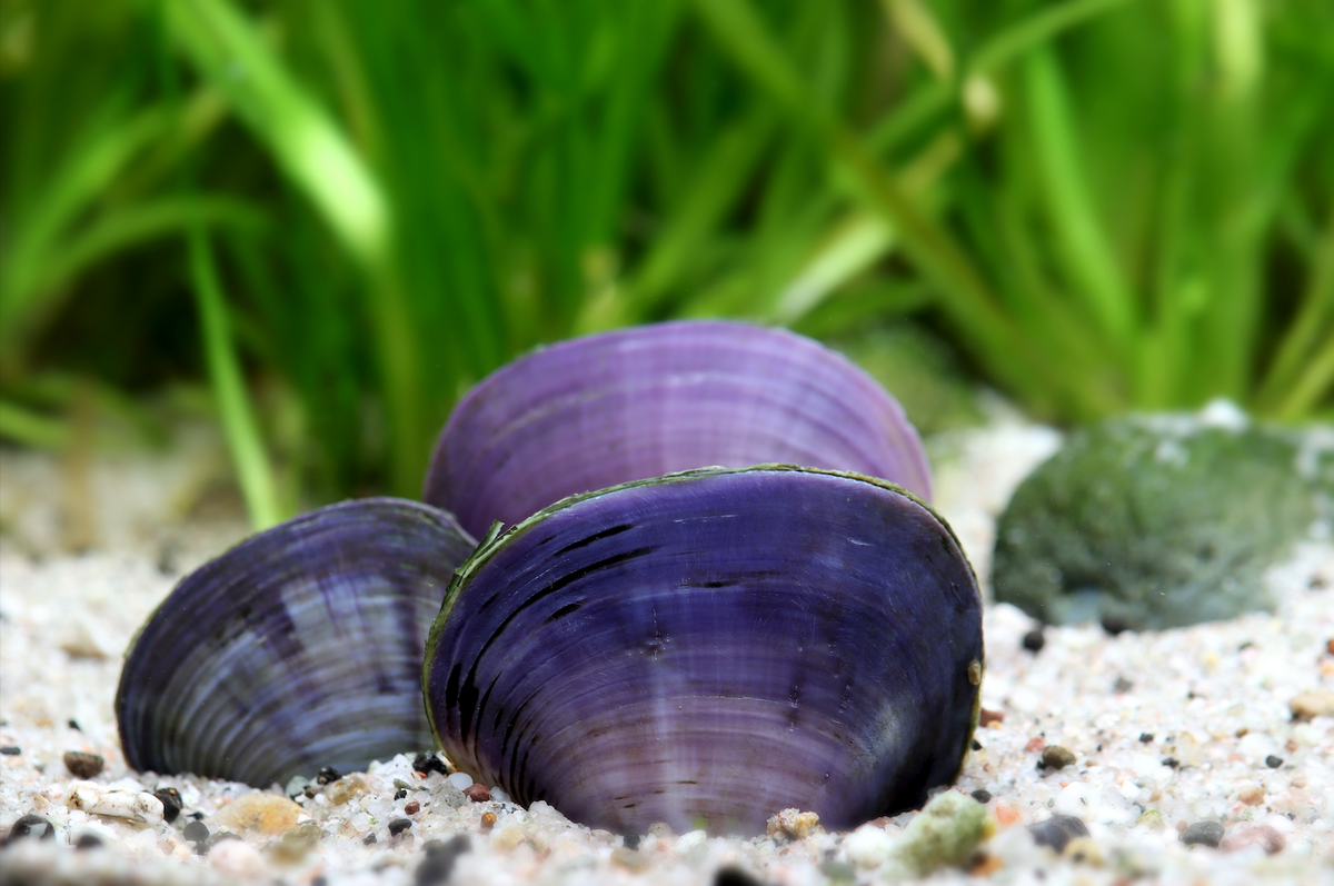 Moule de cœur violette - Batissa violacea