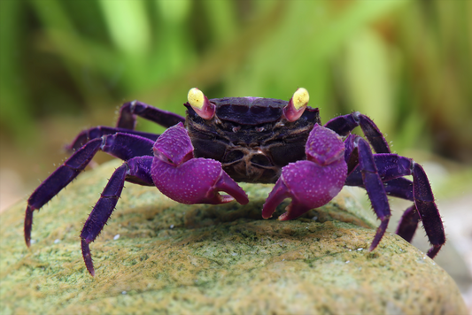 Crabe vampire - Geosesarma dennerle