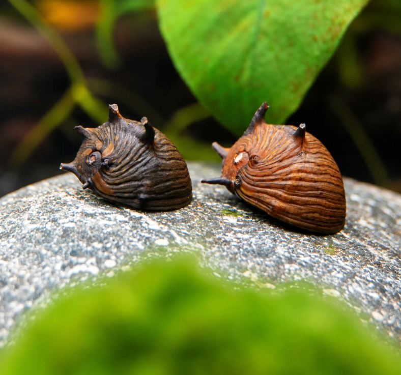 Geweihschnecke Sun