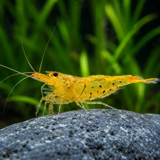 Golden Tiger Garnele – Tangerine Tiger / Orange Tiger – Caridina cantonensis