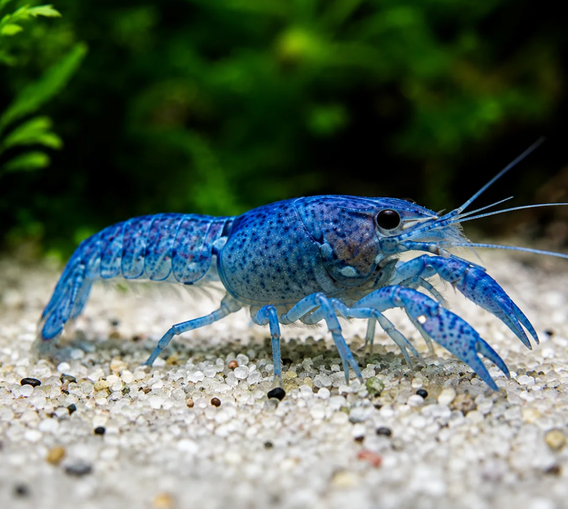 Baby Blauer Floridakrebs – Procambarus alleni