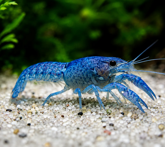 Baby Blauer Floridakrebs – Procambarus alleni
