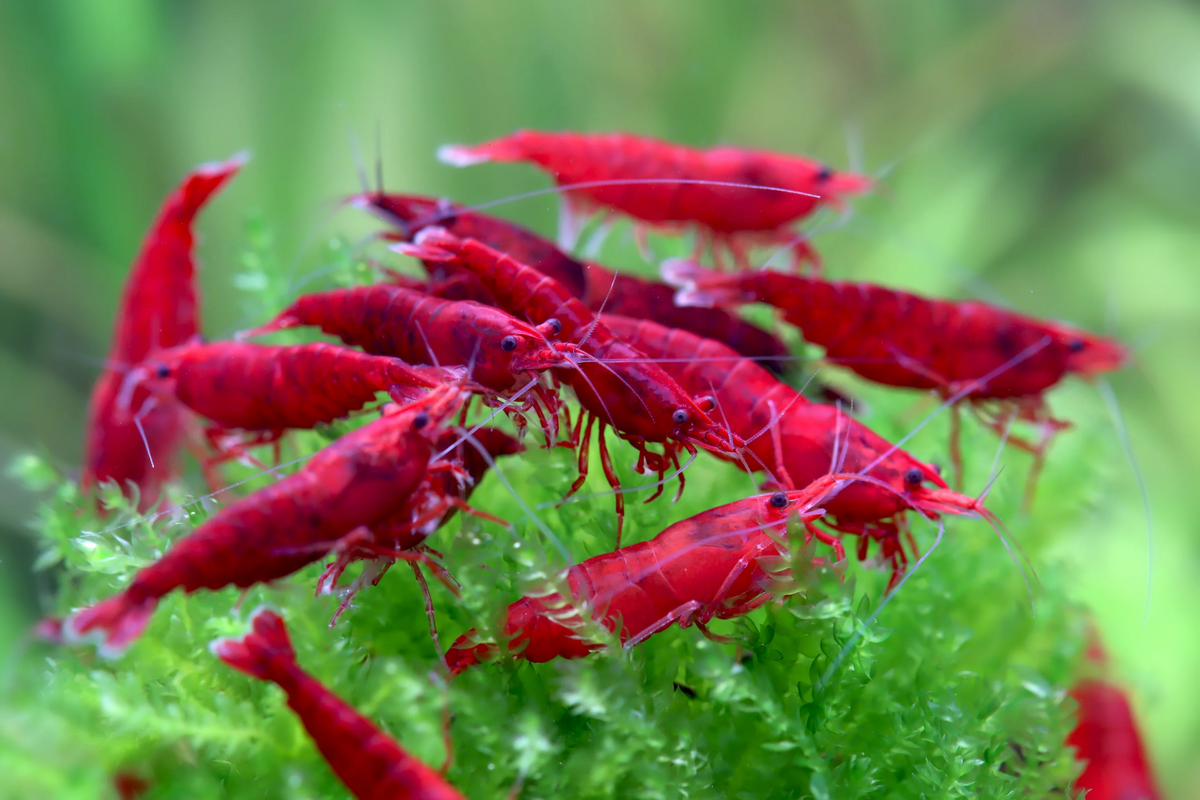 Bloody Mary Garnele - Neocaridina davidi