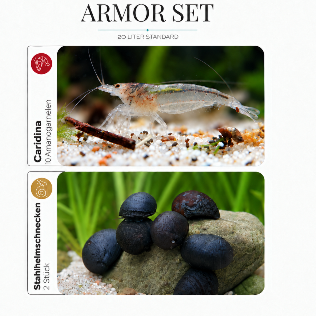 Armor Set - 10 Amanogarnele - Größe "S" - 2 Napfschnecken- Stahlhelmschnecke