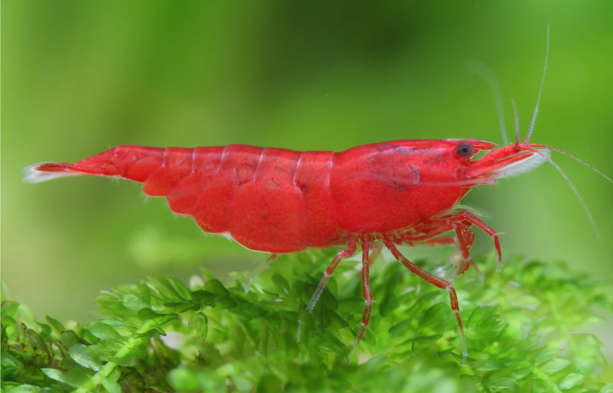 Bloody Mary Garnele - Neocaridina davidi