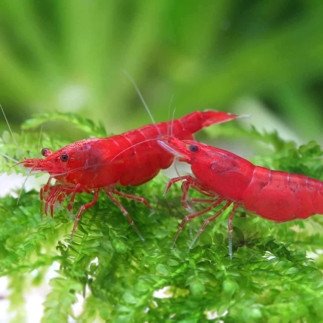 Bloody Mary Garnele - Neocaridina davidi
