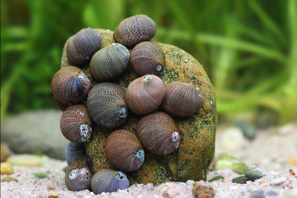 Schwarzpinke Rennschnecke - Vittina pouchetii
