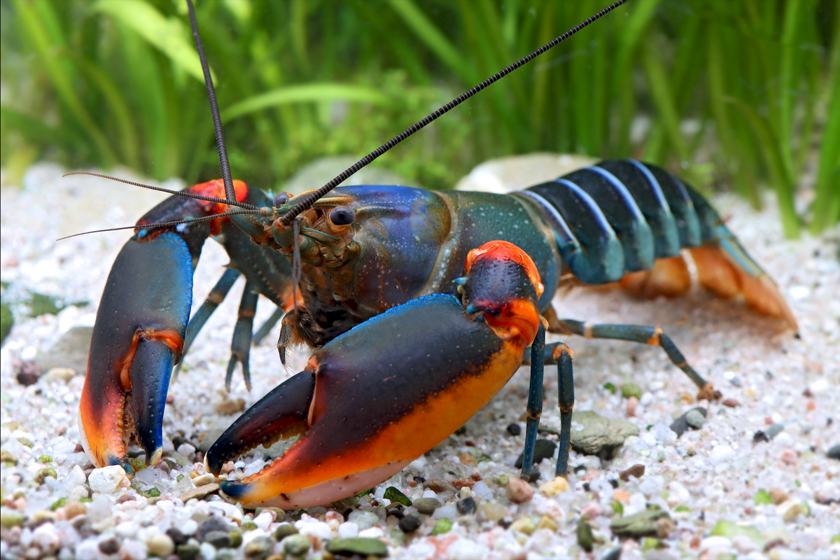 Cherax alyciae – Krebs "blue kong blue claw"