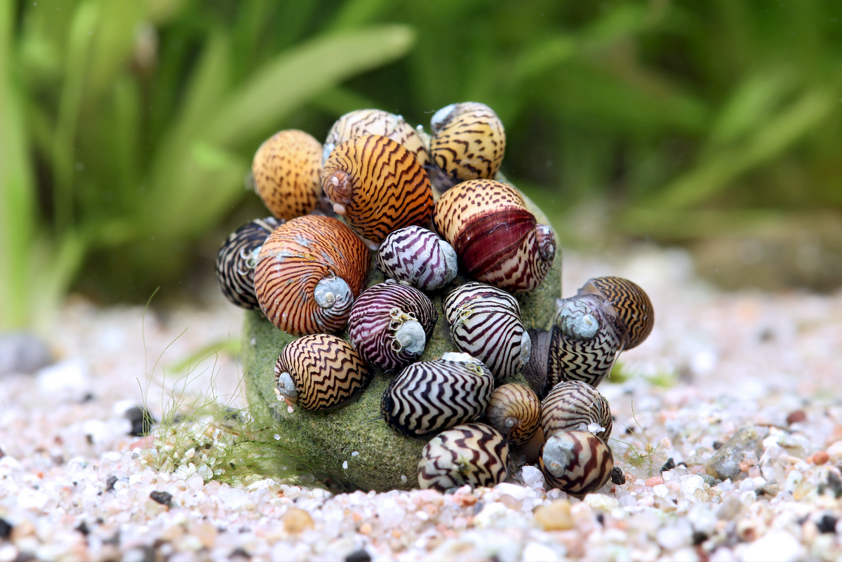 Balkan Napfschnecke (Nano) – Theodoxus dalmaticus