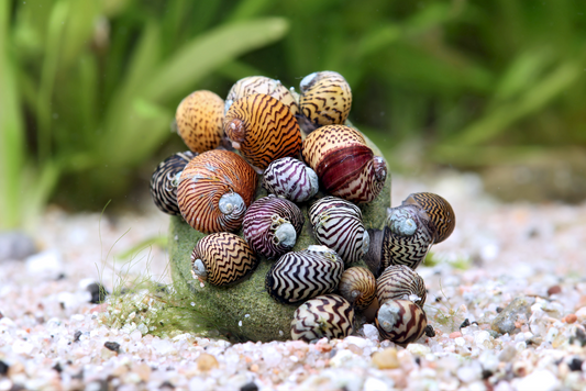 Balkan Napfschnecke (Nano) – Theodoxus dalmaticus
