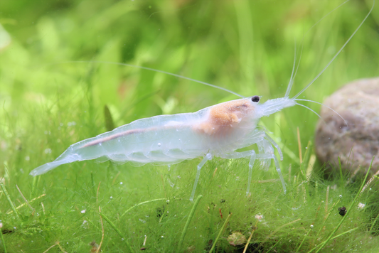 Snow Amanogarnele – Caridina multidentata "snow"