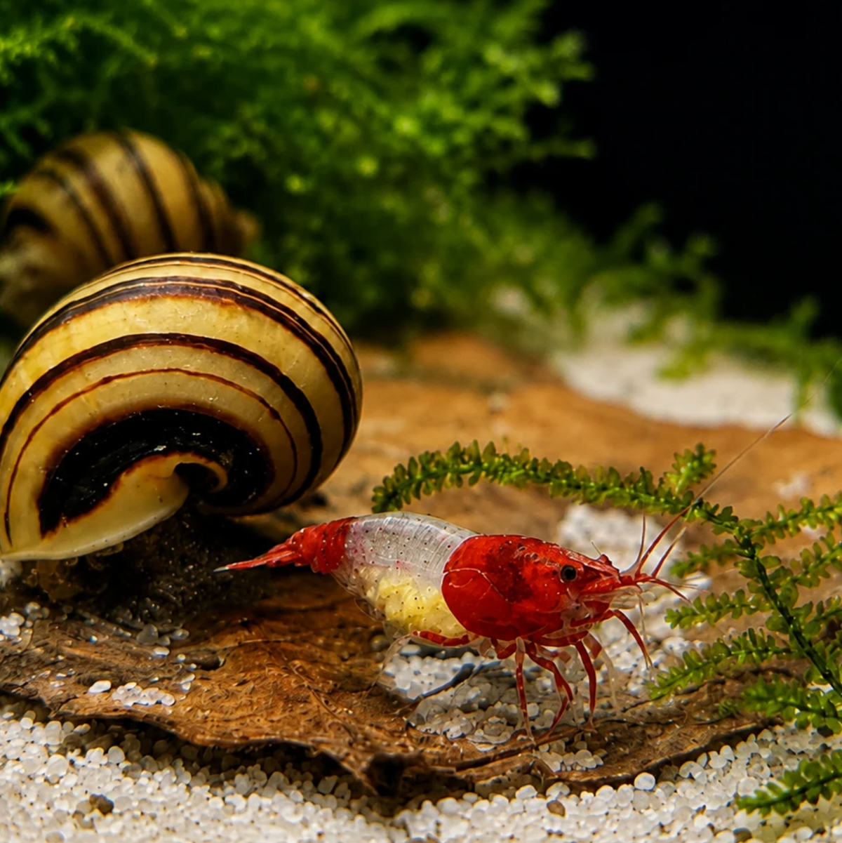 Tragende Red Rili Garnele – Neocaridina davidi