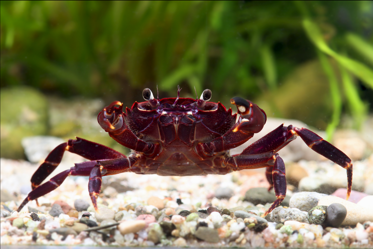 Unterwasserkrabbe "Matano Purple" – Syntripsa matannensis
