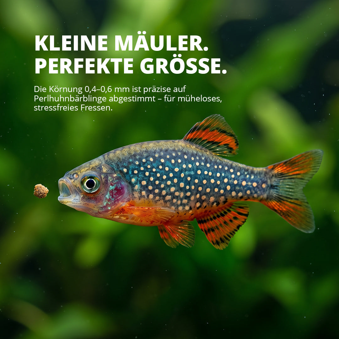 NatureHolic DanioFeed - Fischfutter für Perlhuhnbärblinge und sonstige Danio Arten - 30g