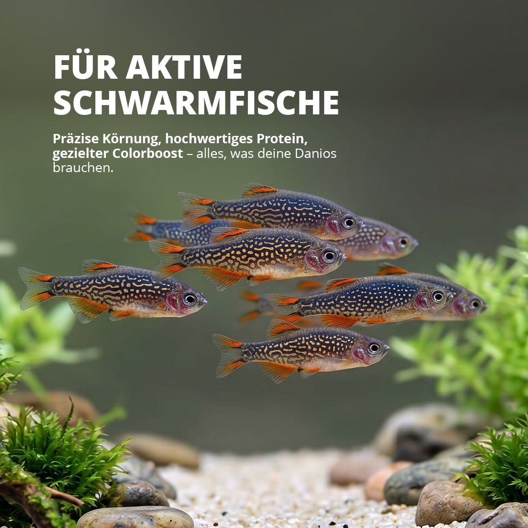 NatureHolic DanioFeed - Fischfutter für Perlhuhnbärblinge und sonstige Danio Arten - 30g