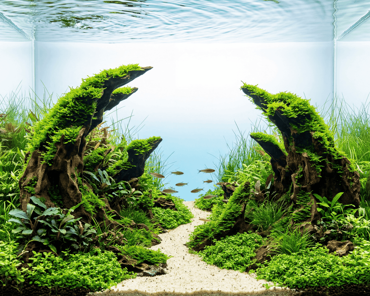 NatureHolic - Ready to Scape - Dragon's Gate 60