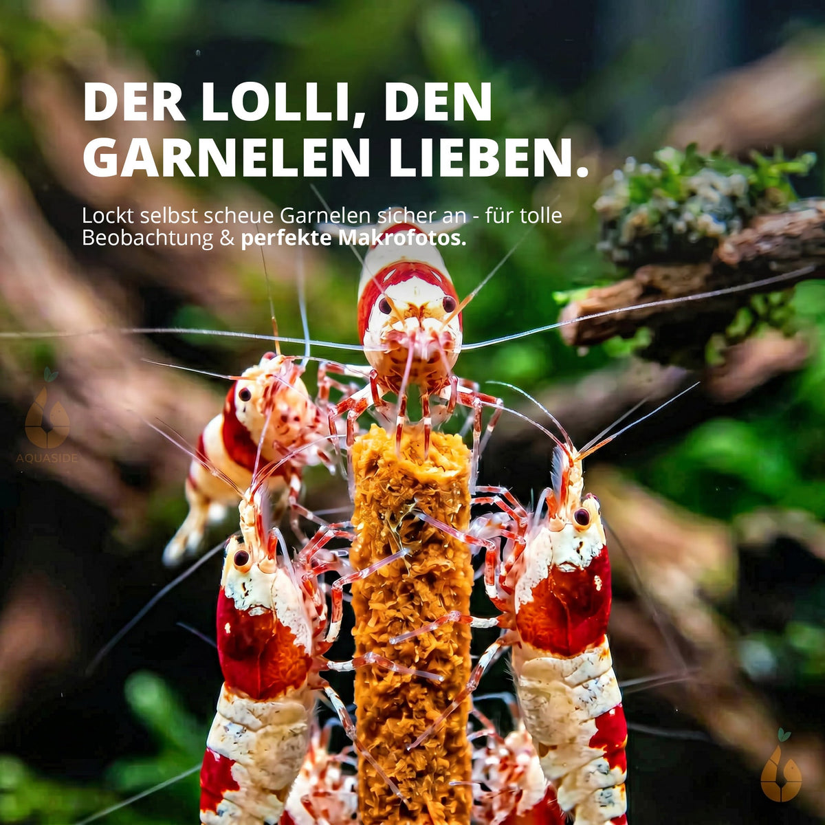 NatureHolic - Garnelen Lollies „Flower Power“ -  5 Lollis fürs Aquarium
