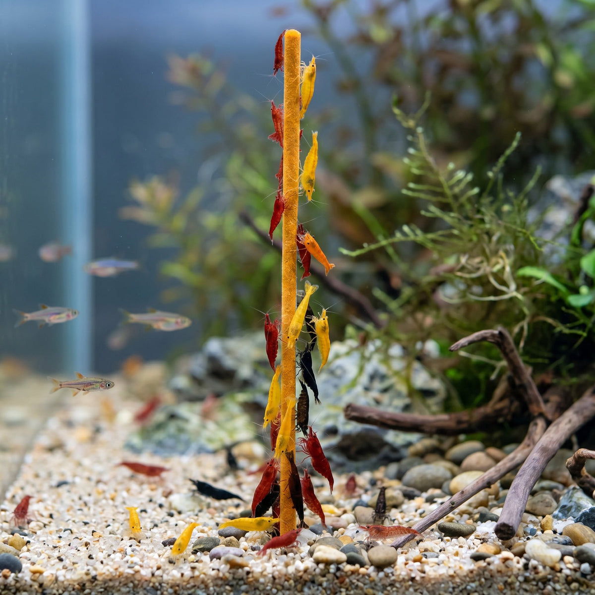 NatureHolic - Garnelen Lollies „Flower Power“ -  5 Lollis fürs Aquarium