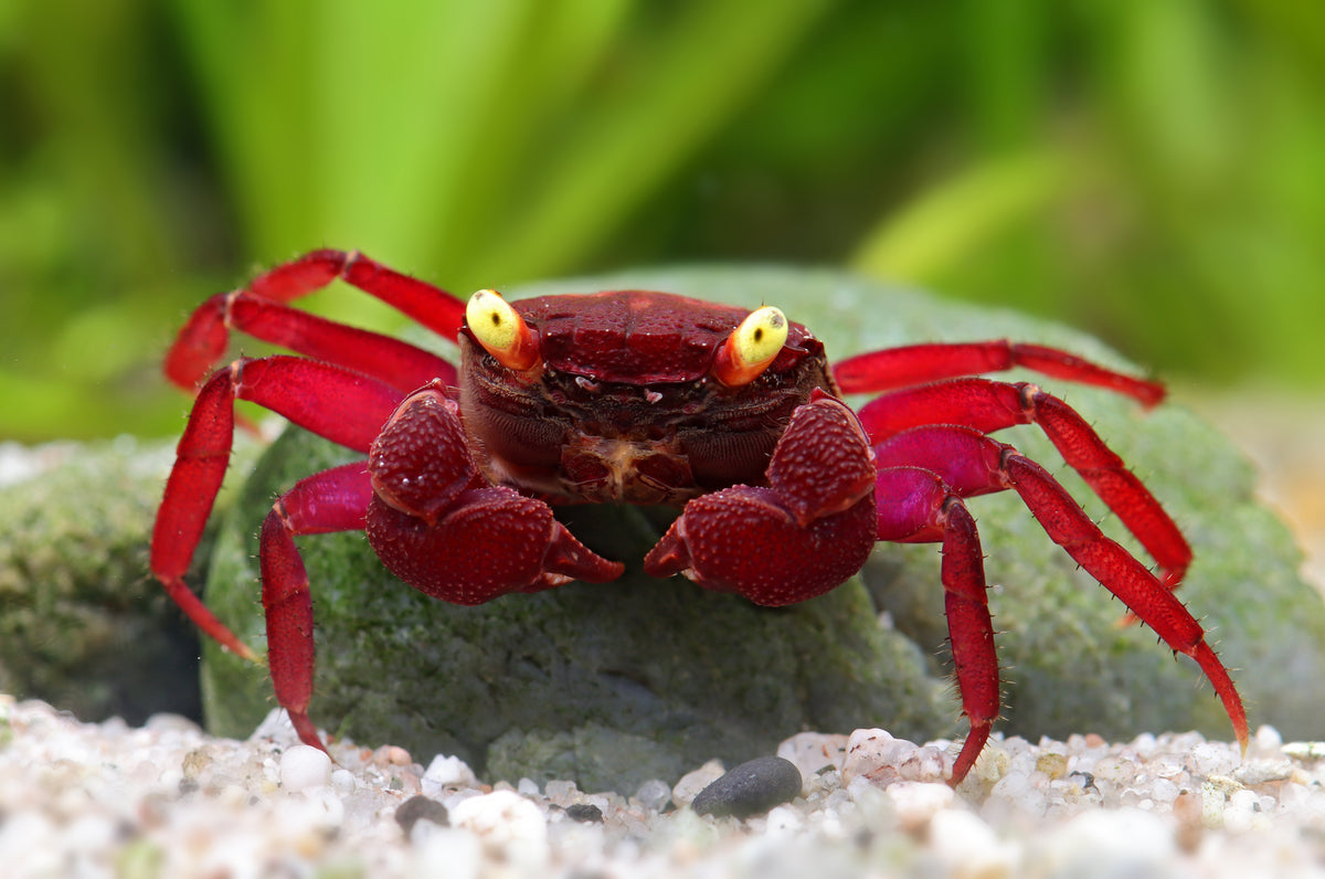 Vampir Krabbe - Dark red yellow eye - Geosesarma sp.