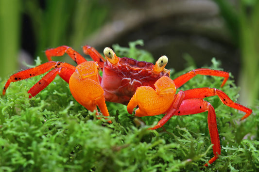 Vampirkrabbe "Mandarin" - Geosesarma notophorum
