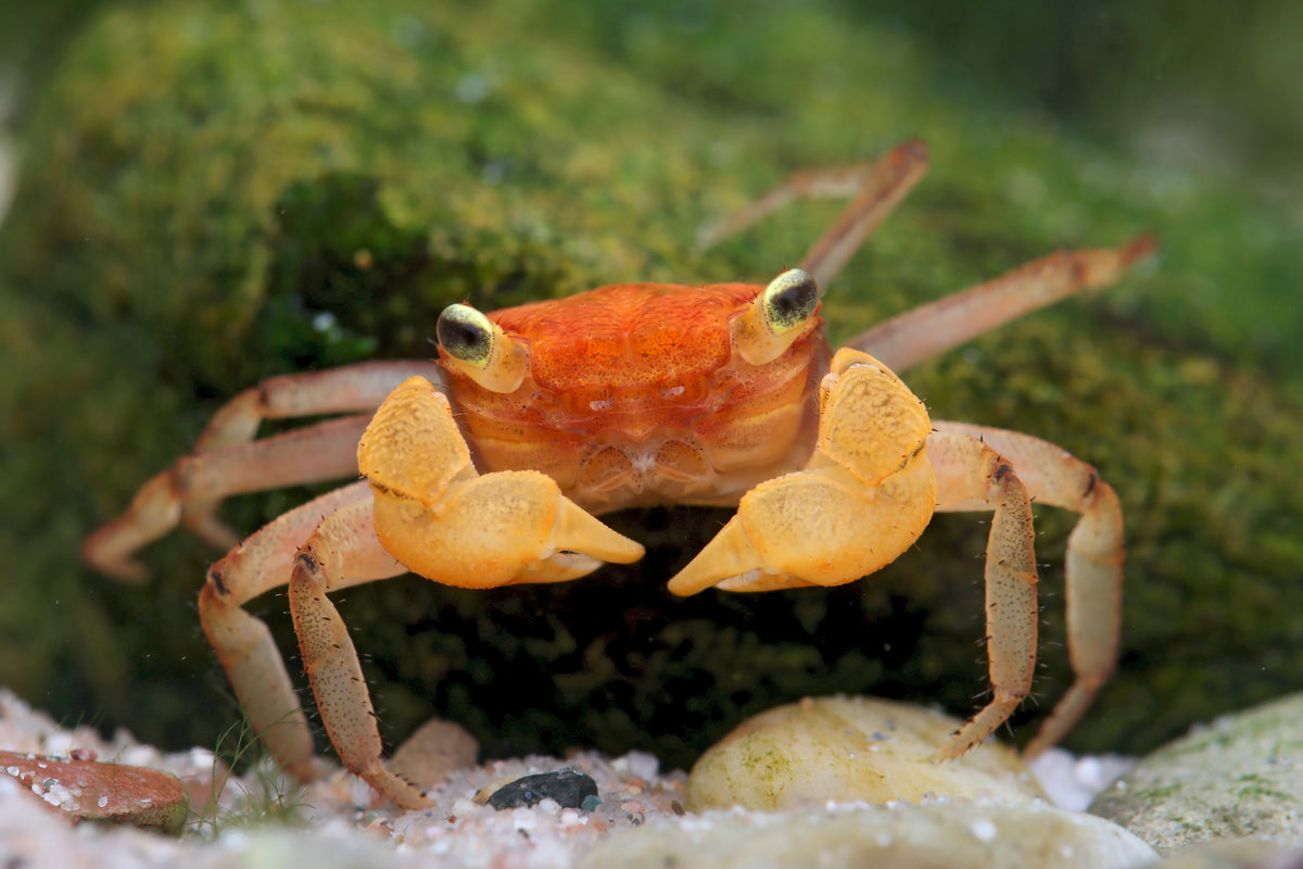 Vampir Krabbe Orange crowned - Geosesarma sp.