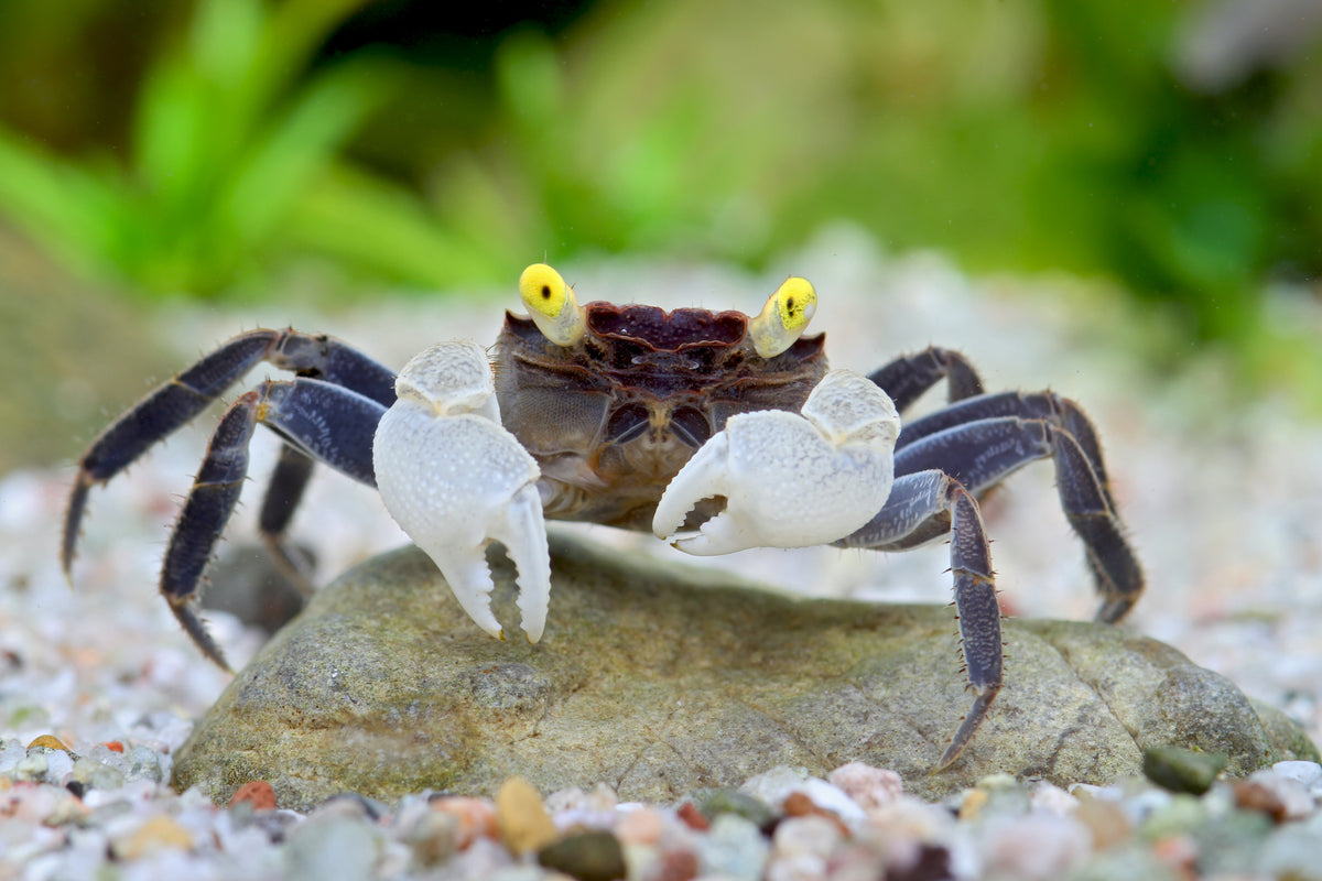 Vampirkrabbe "Yellow eye" - Geosesarma spec.